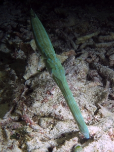 Fistularia commersonii