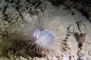 Cerianthus filiformis