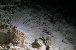 Cerianthus filiformis