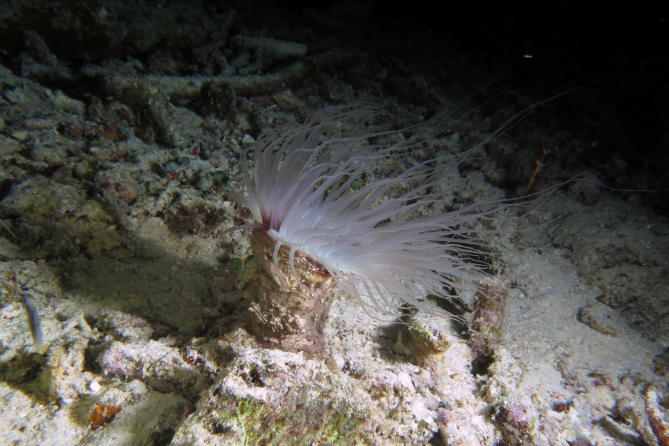 Cerianthus filiformis