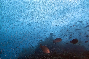 Acanthurus mata