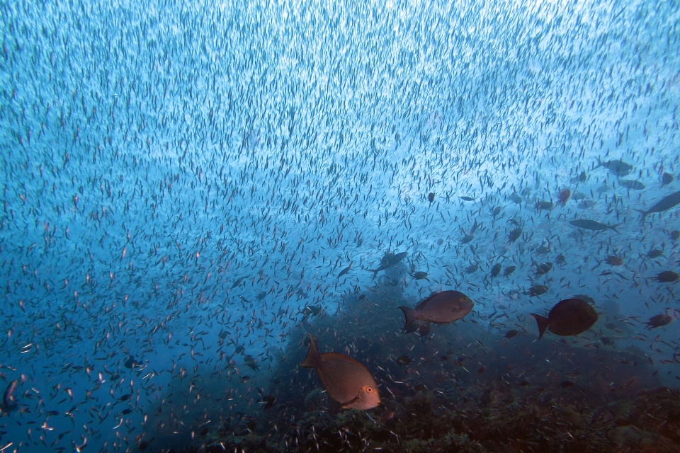 Acanthurus mata