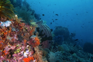 Xestospongia testudinaria