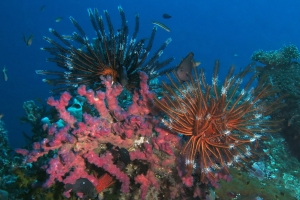 Richesse de la vie sous marine