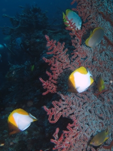 Chaetodon polylepis, Solenocaulon akalyx