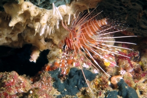 Pterois antennata