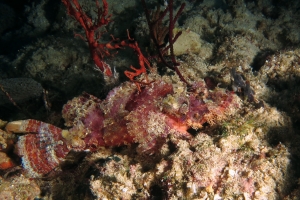 Scorpaenopsis oxycephala