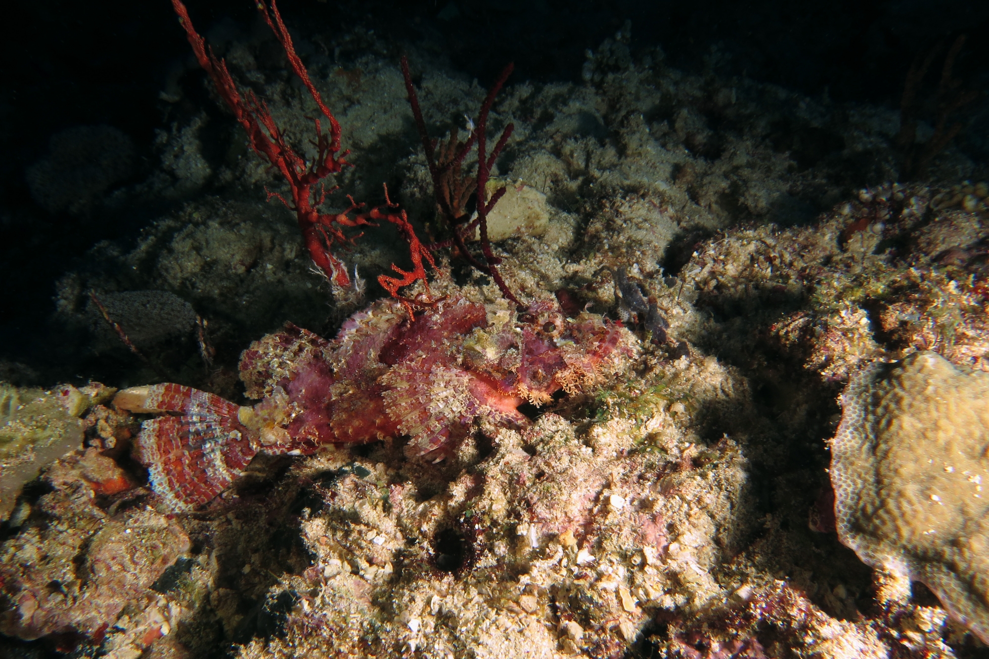 Scorpaenopsis oxycephala