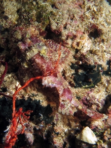 Scorpaenopsis oxycephala