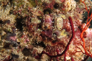 Scorpaenopsis oxycephala