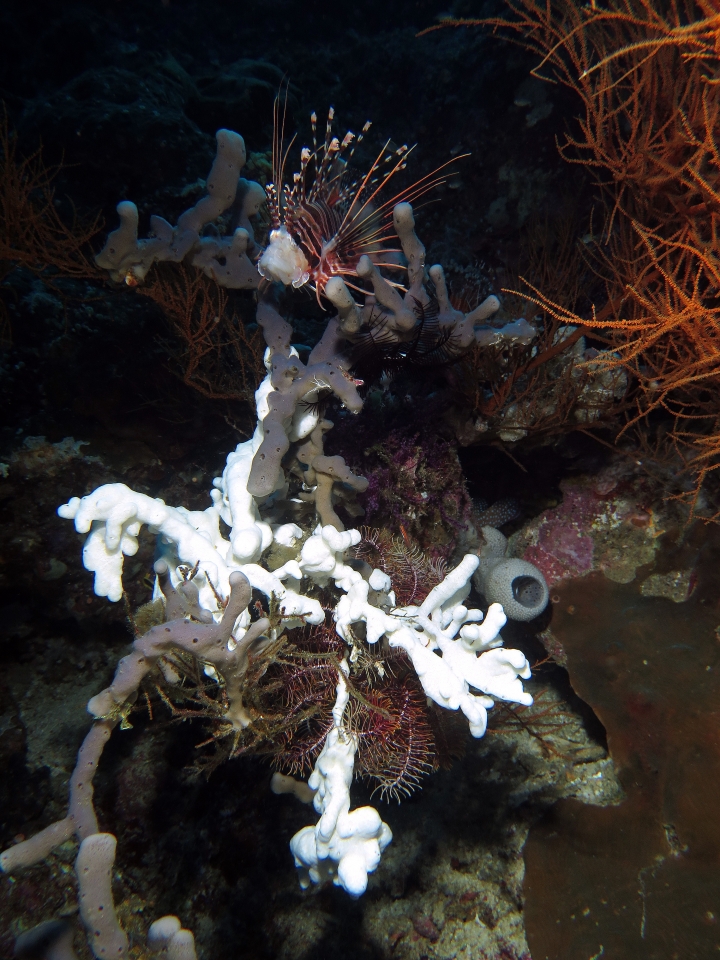 Pterois antennata, Eponge