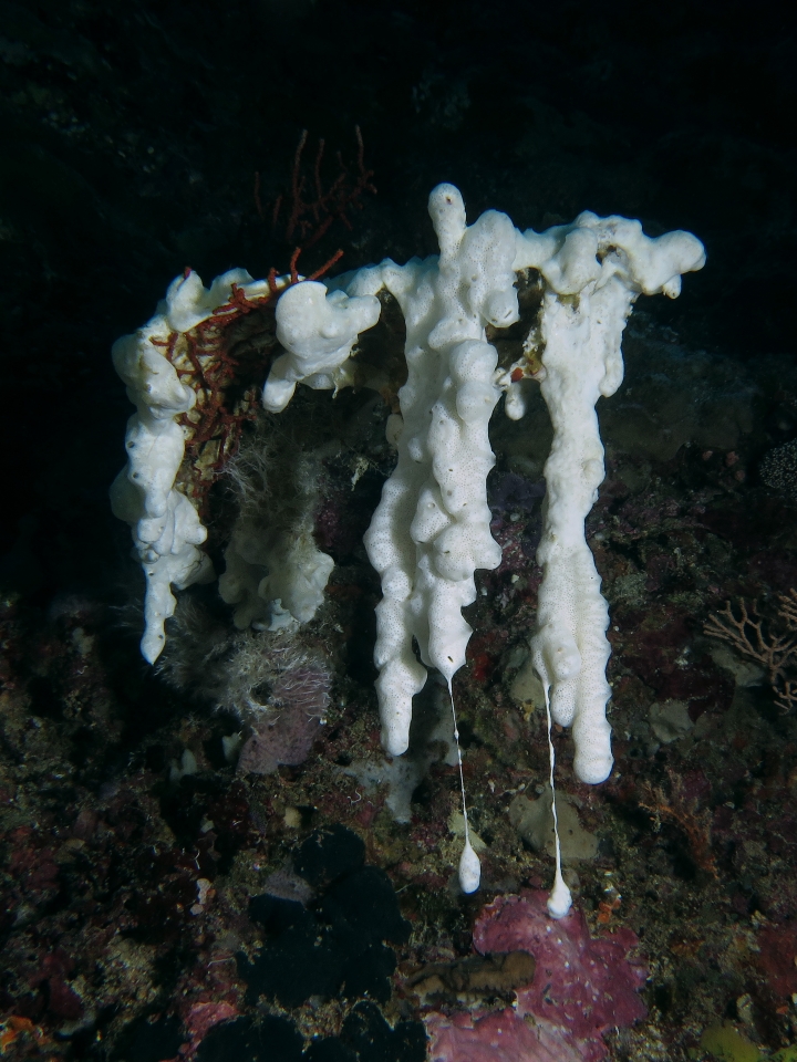 Eponges sp.