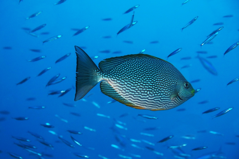 Siganus javus