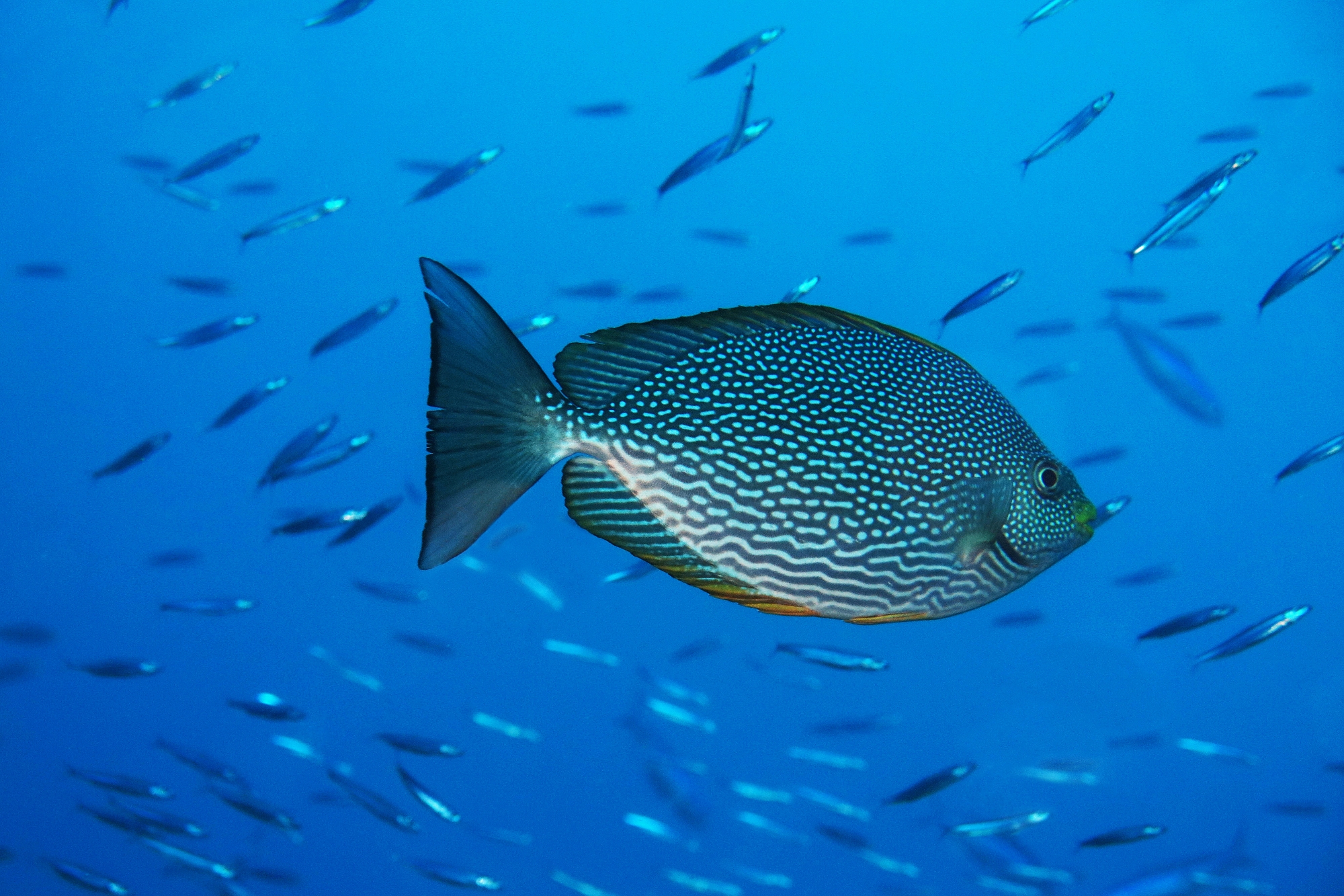 Siganus javus