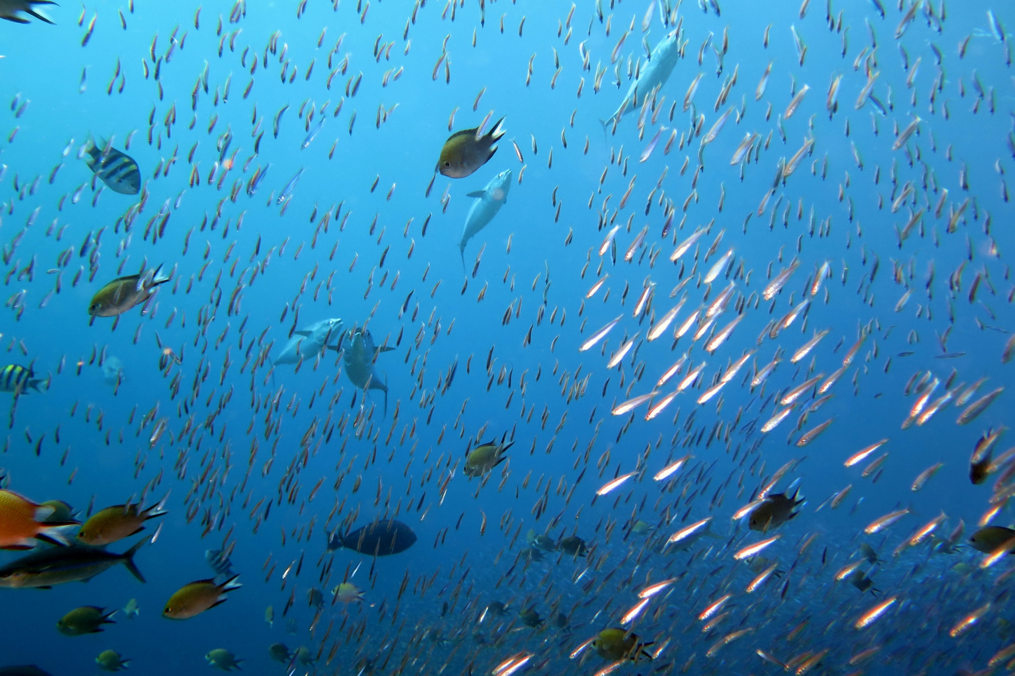 Hypoatherina barnesi, Gymnosarda unicolor