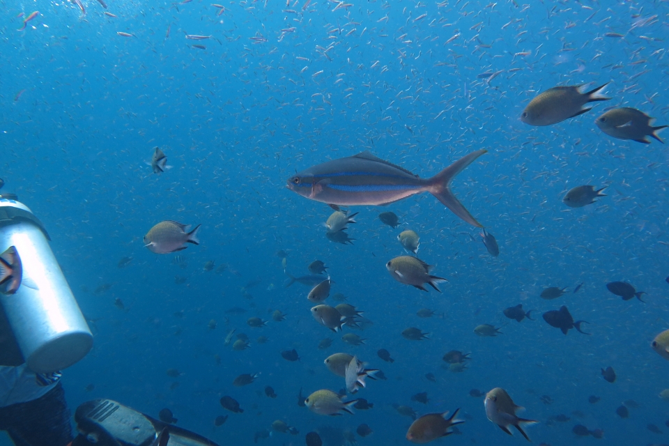 Elagatis bipinnulata, Chromis scotochiloptera