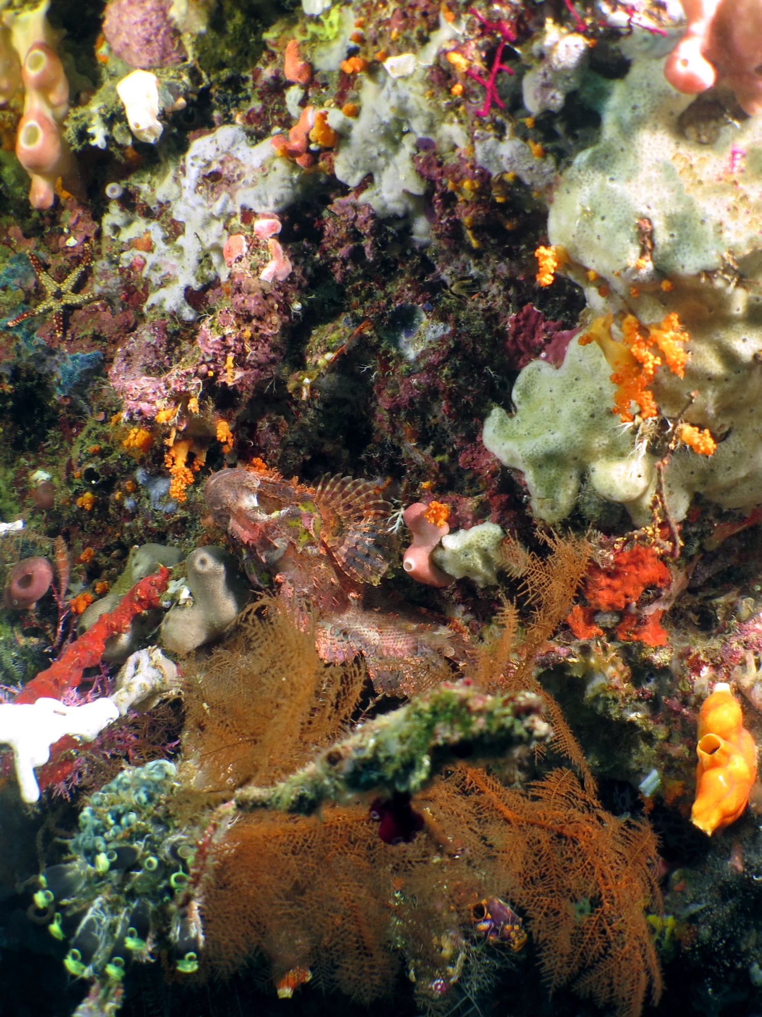Scorpaenopsis oxycephala ou Scorpaenopsis venosa
