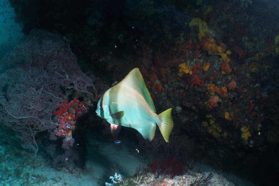 Platax pinnatus, Labroides dimidiatus