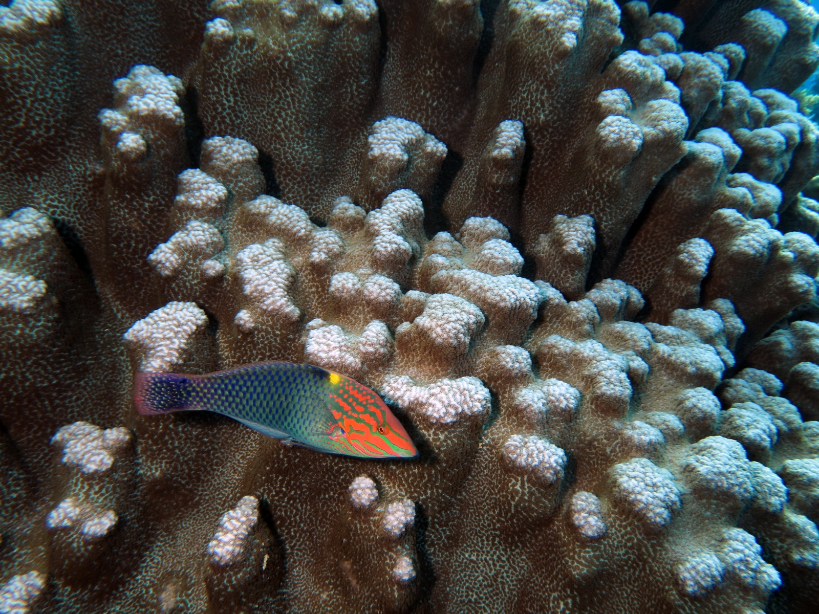 Halichoeres hortulanus