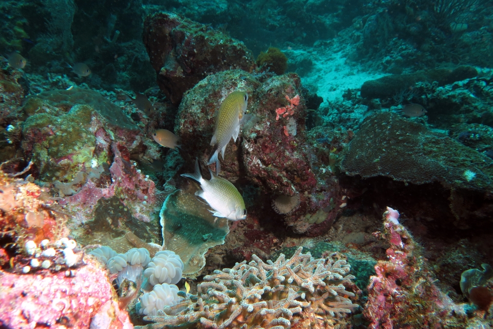 Chromis scotochiloptera