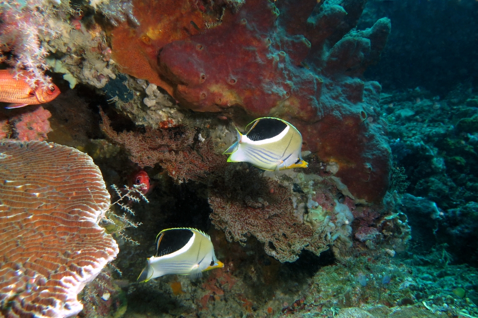 Chaetodon ephippium