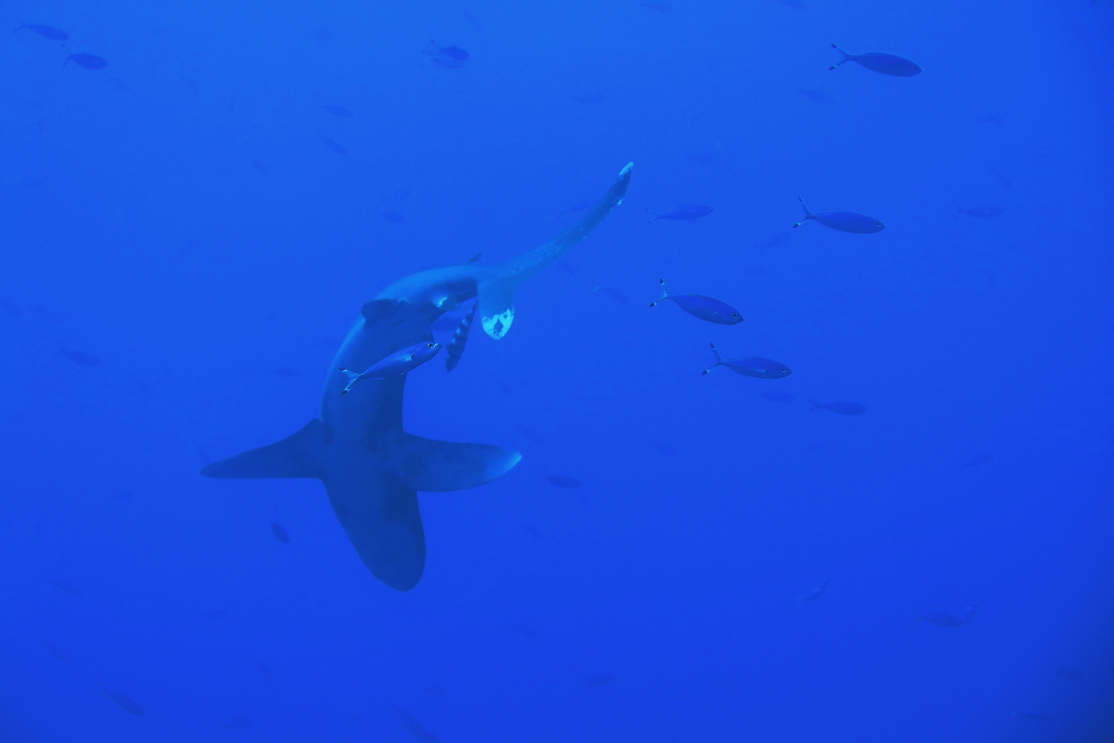 Carcharhinus longimanus