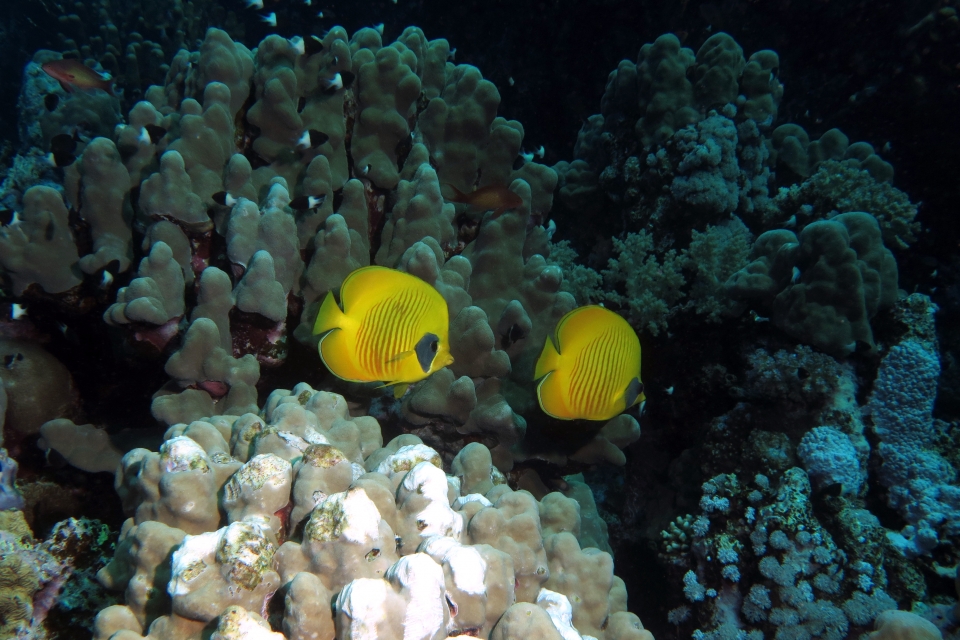 Chaetodon semilarvatus