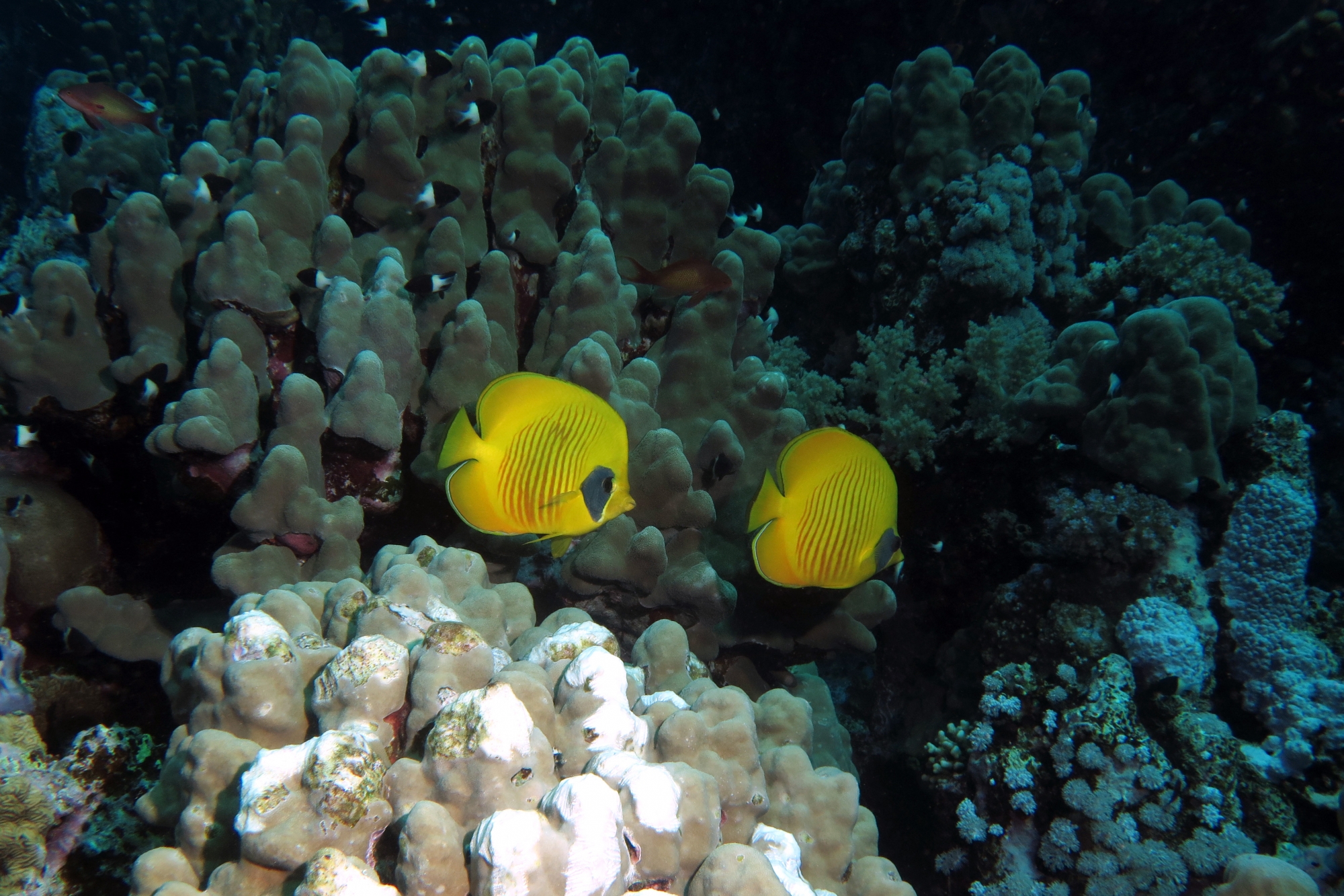Chaetodon semilarvatus