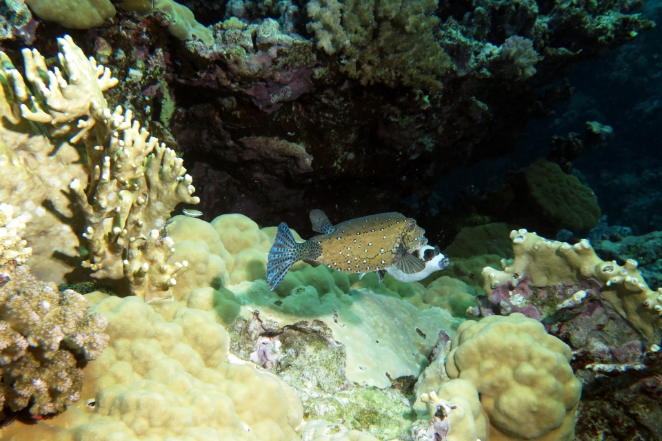 Ostracion cubicus