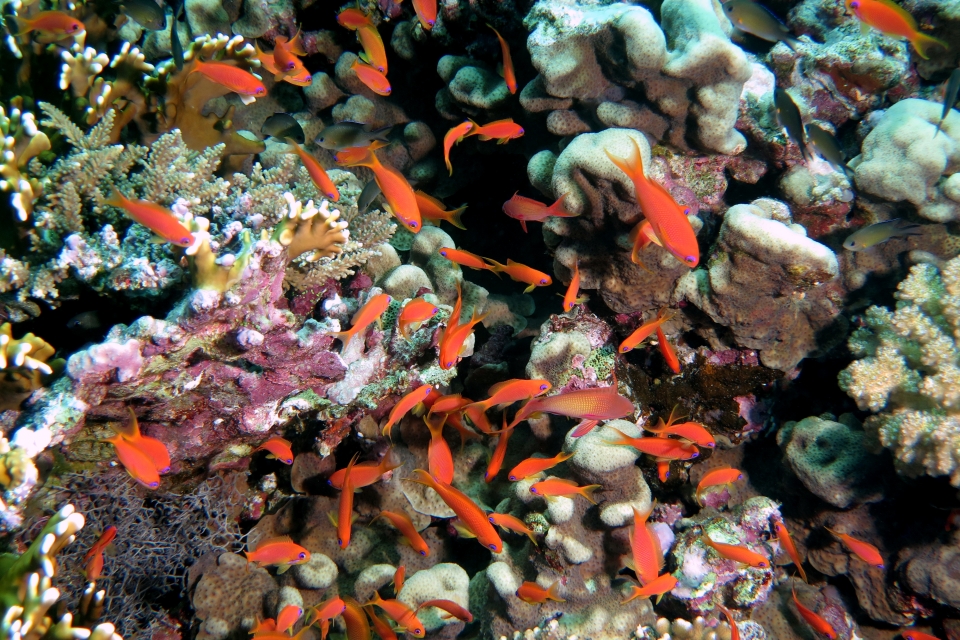 Pseudanthias squamipinnis