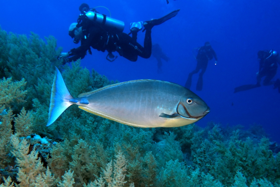 Naso hexacanthus