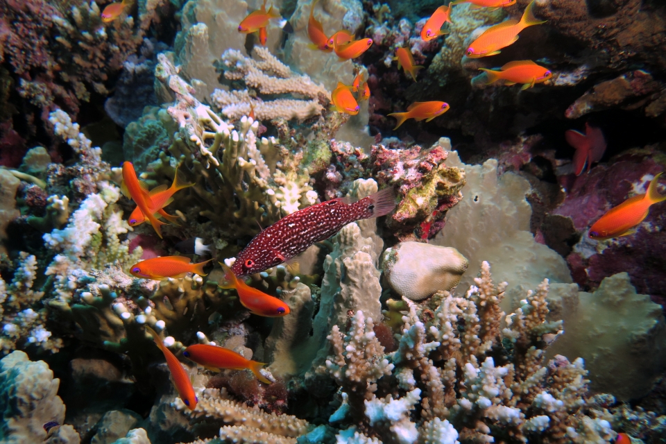 Bodianus diana, Pseudanthias squamipinnis