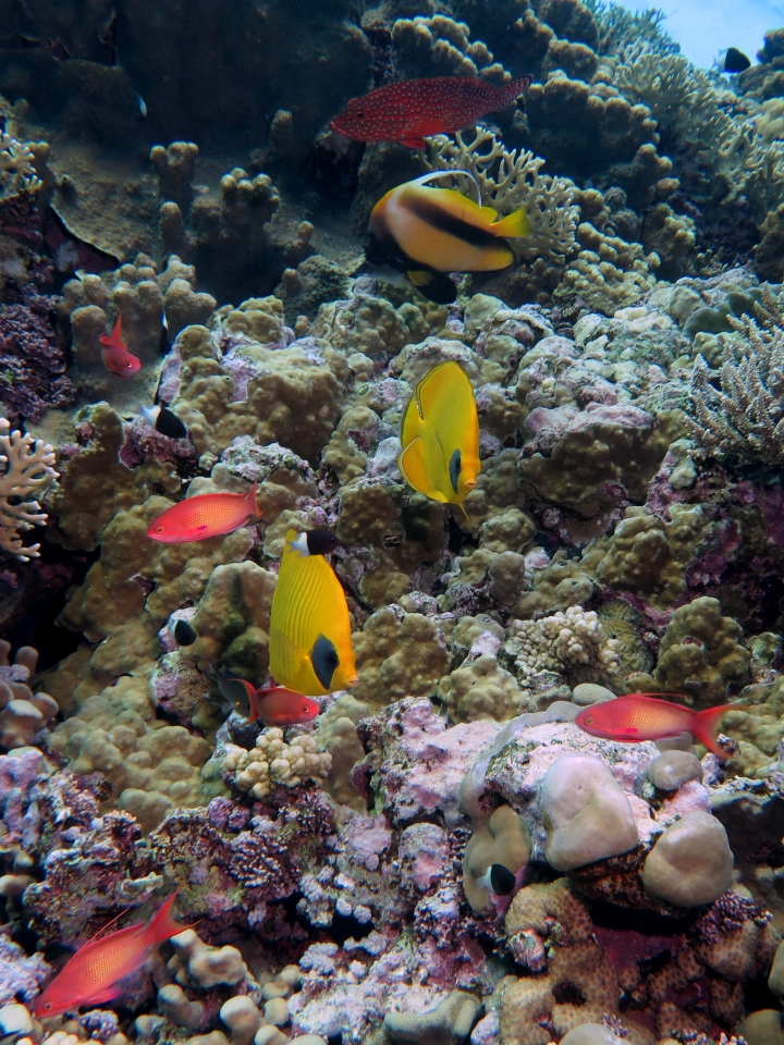 Chaetodon semilarvatus, Pseudanthias squamipinnis