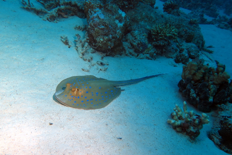 Taeniura lymma