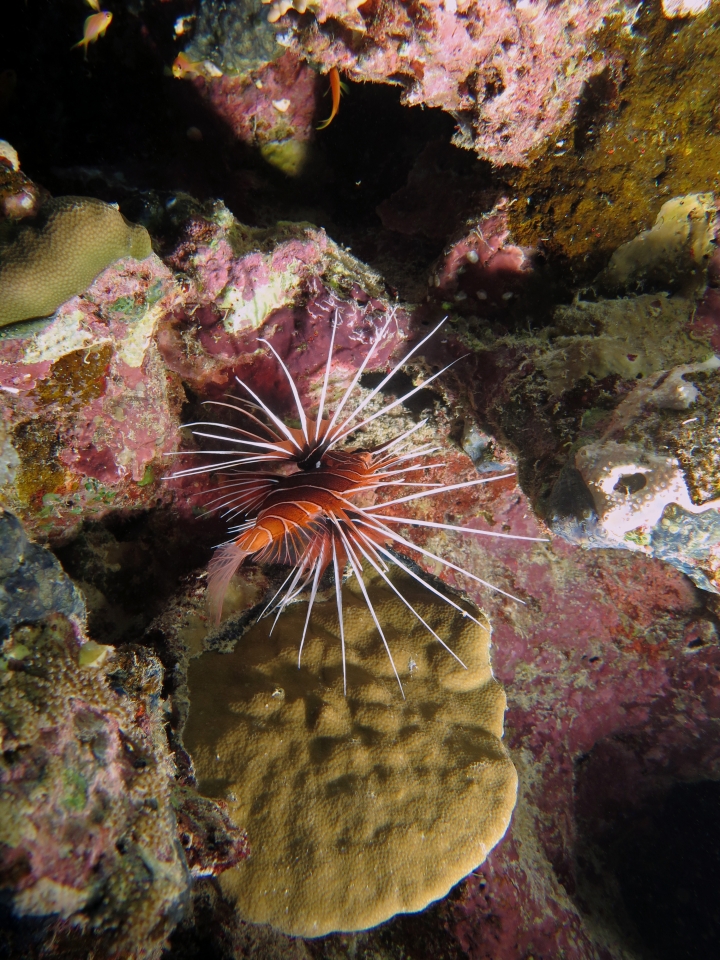 Pterois radiata