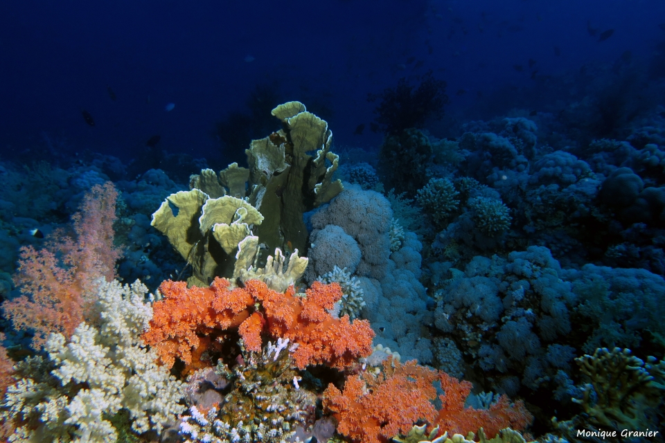 Millepora platyphylla