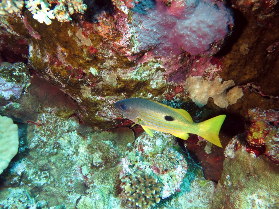 Lutjanus ehrenbergii