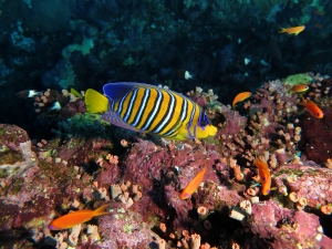 Pygoplites diacanthus