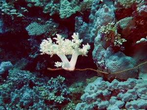Cirrhipathes anguina