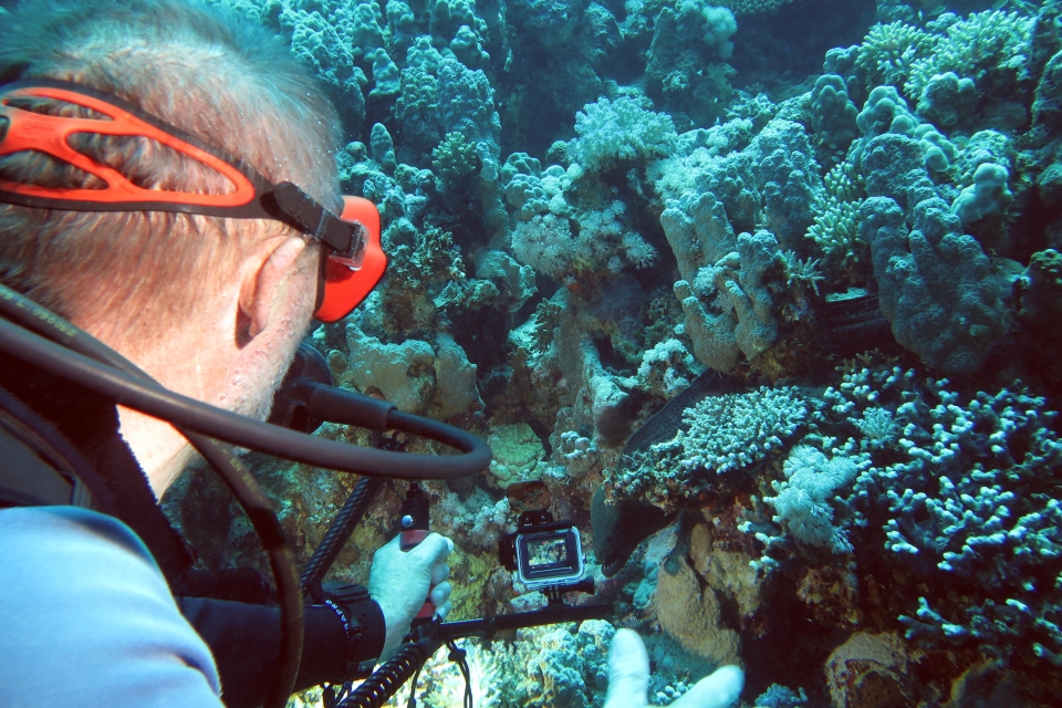 Gymnothorax javanicus
