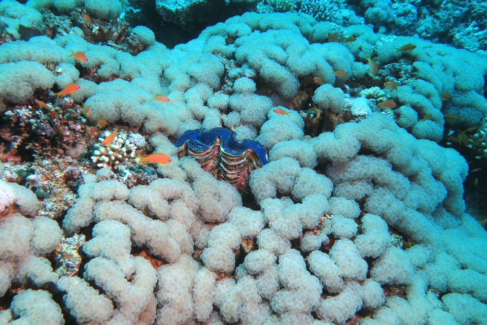 Tridacna maxima, Plerogyra sinuosa
