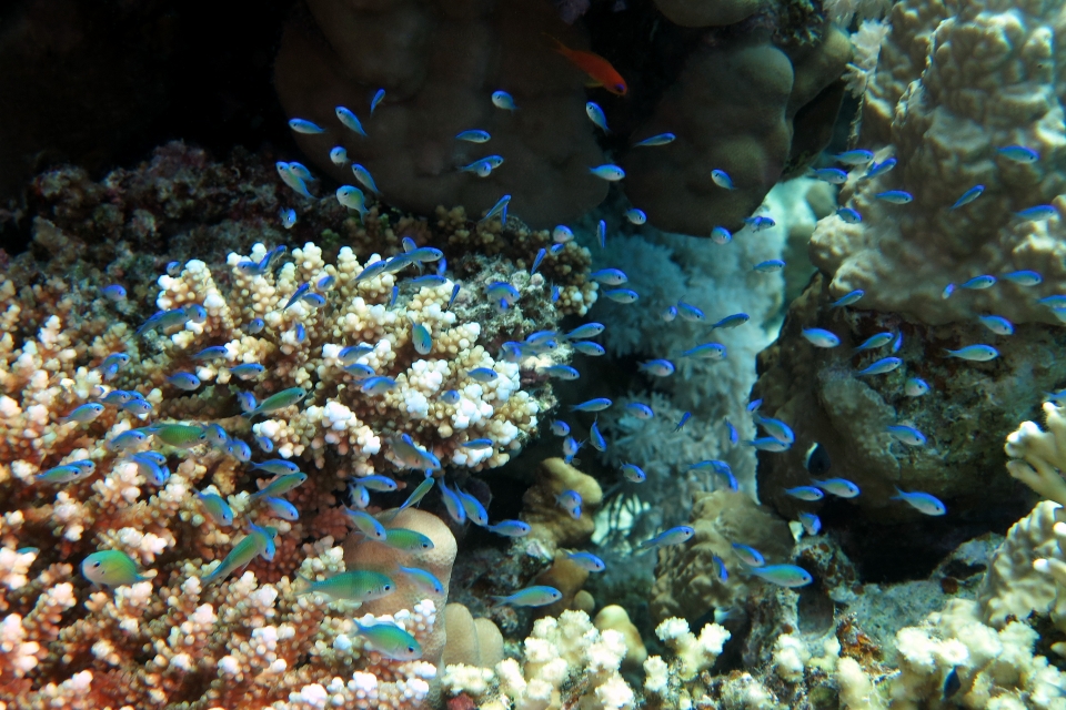 Chromis viridis, Acropora (Acropora lamarcki)