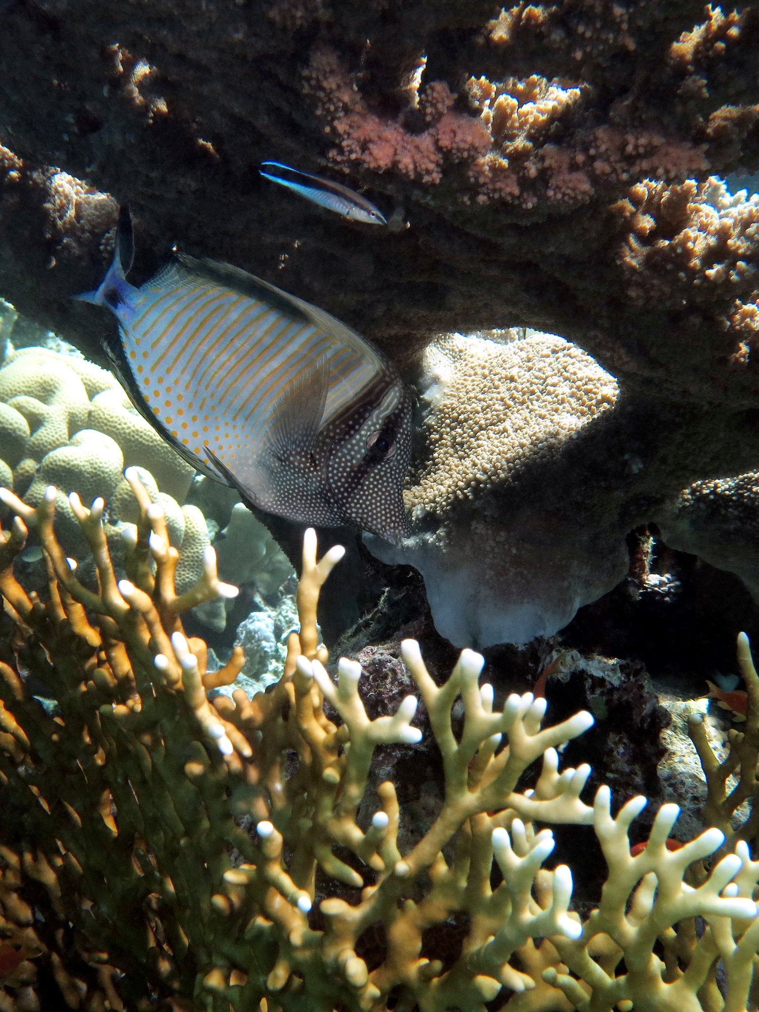 Zebrasoma desjardinii, Labroides dimidiatus