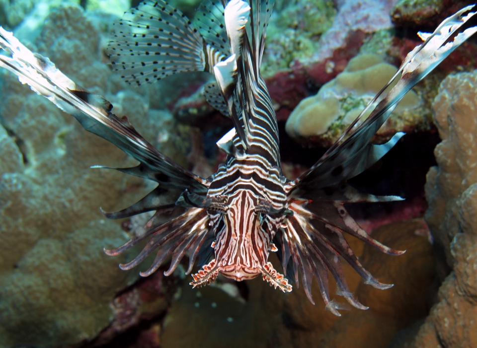 Pterois miles