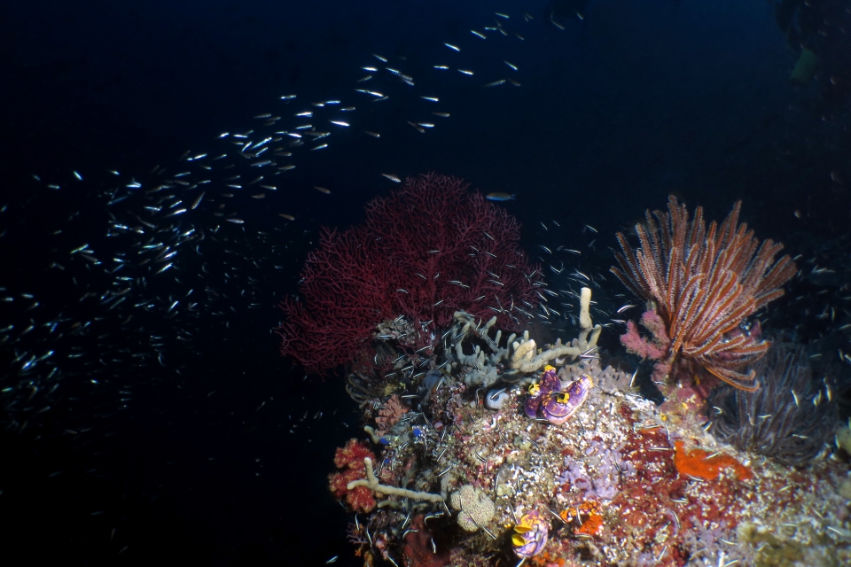 Pholidichthys leucotaenia
