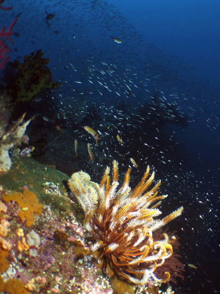 Escenius midas, Dichrometra flagellata
