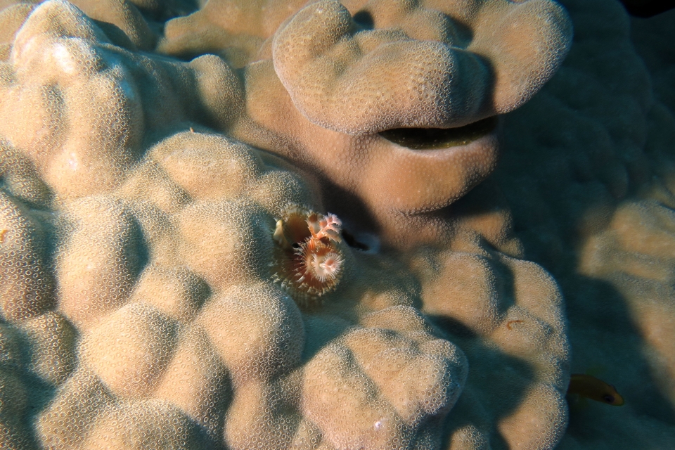 Spirobranchus giganteus