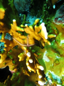 Ophiothrix savignyi, Millepora dichotoma