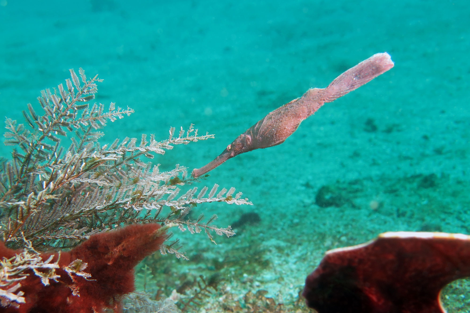 Solenostomus cyanopterus