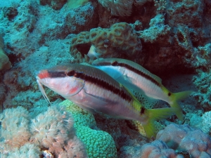 Parupeneus forsskali